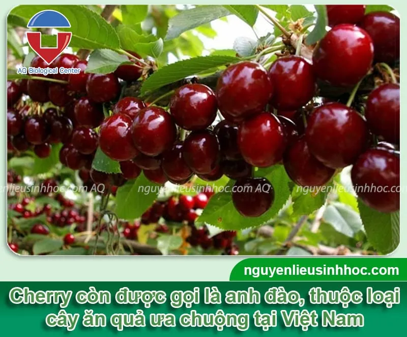 Cây cherry trong chậu sai cành, cho quả tròn mọng