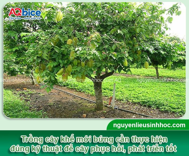 Cách Trồng Cây Mới Bứng Chuẩn Kỹ Thuật Giúp Cây Nhanh Hồi Phục