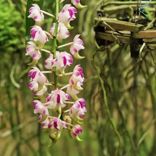 Lan Giáng Hương Cửu Bảo Tiên đang nở rộ, áp dụng kỹ thuật trồng lan cửu bảo tiên chuyên nghiệp