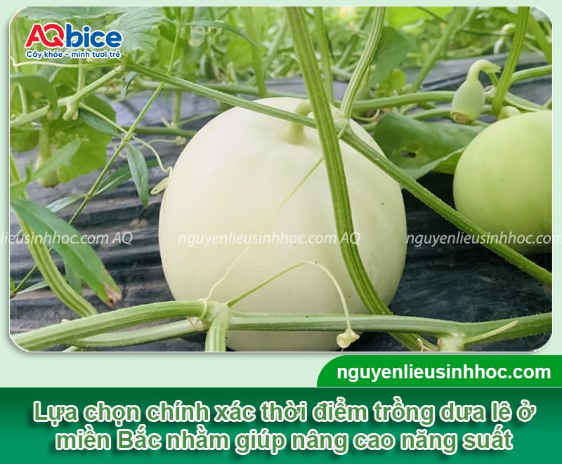 Hướng Dẫn Cách Trồng Dưa Lê Tại Nhà Đạt Năng Suất Siêu Ngọt Hướng Dẫn Cách Trồng Dưa Lê Tại Nhà Đạt Năng Suất Siêu Ngọt