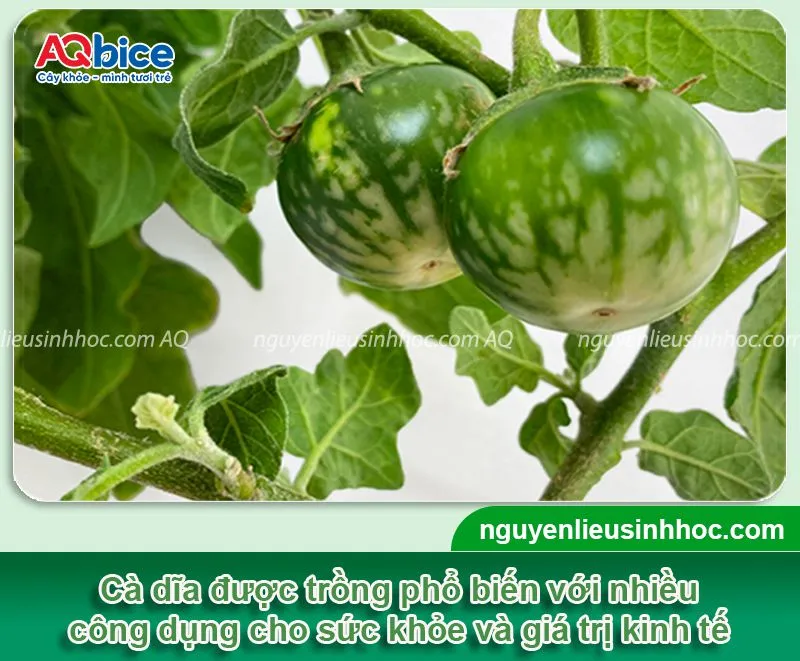 Cà dĩa tươi ngon có màu sắc đa dạng và được dùng để chế biến nhiều món ăn quen thuộc