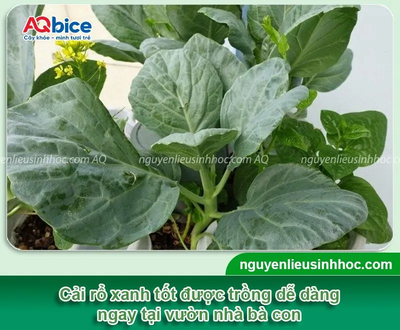 Hình ảnh chung về khu vực trồng rau cải rổ tại nhà