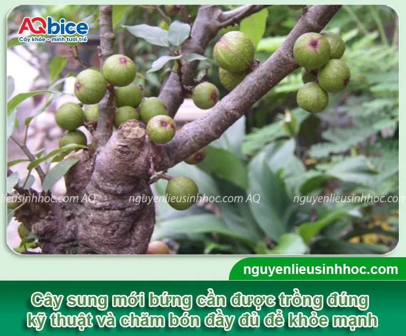 allintitle:Cách trồng cây nhanh ra rễ: Tổng quan về cây sung mới bứng