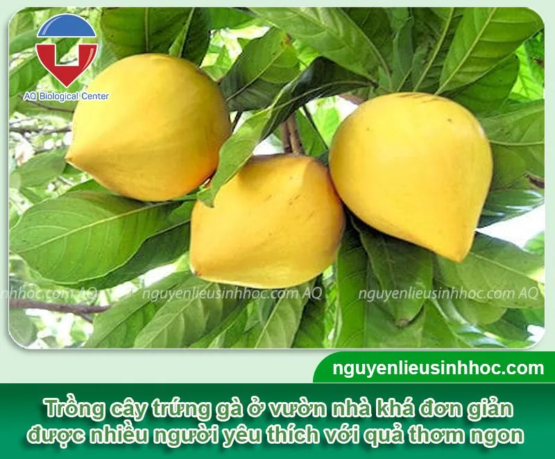 Tổng quan về cây trứng gà và đặc điểm sinh trưởng