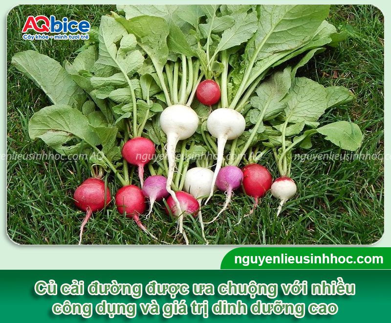 CÁCH TRỒNG CỦ CẢI ĐỎ TẠI NHÀ ĐẠT NĂNG SUẤT CAO CHO NGƯỜI MỚI BẮT ĐẦU CÁCH TRỒNG CỦ CẢI ĐỎ TẠI NHÀ ĐẠT NĂNG SUẤT CAO CHO NGƯỜI MỚI BẮT ĐẦU