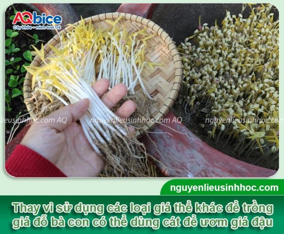 Cách Trồng Rau Mầm Bằng Giấy Ăn: Hướng Dẫn Chi Tiết Từ Chuyên Gia Cách Trồng Rau Mầm Bằng Giấy Ăn: Hướng Dẫn Chi Tiết Từ Chuyên Gia