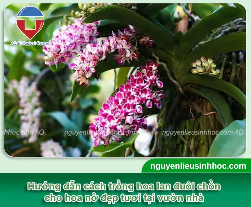 Cây lan đuôi chồn đang nở hoa rực rỡ với chùm hoa dài đặc trưng