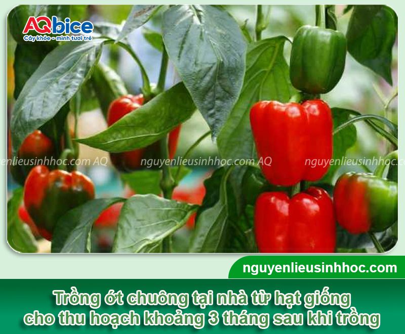 Cách Trồng Ớt Chuông Từ Hạt: Hướng Dẫn Chuyên Sâu Đạt Năng Suất Cao Cách Trồng Ớt Chuông Từ Hạt: Hướng Dẫn Chuyên Sâu Đạt Năng Suất Cao