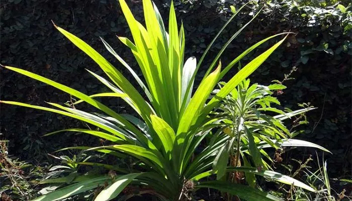 Tổng quan về cây lá dứa