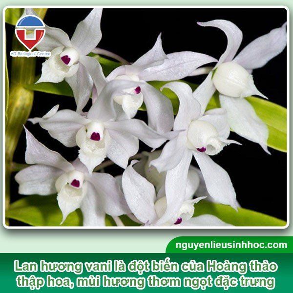 Cách Trồng Lan Hương Vani: Hướng Dẫn Chi Tiết Để Hoa Nở Rực Rỡ Quanh Năm