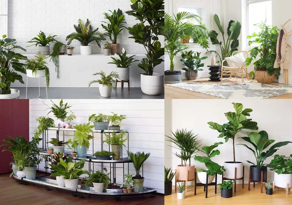 allintitle:cách trồng cây đơn giản: Đảm bảo ánh sáng tự nhiên cho cây cảnh trong nhà