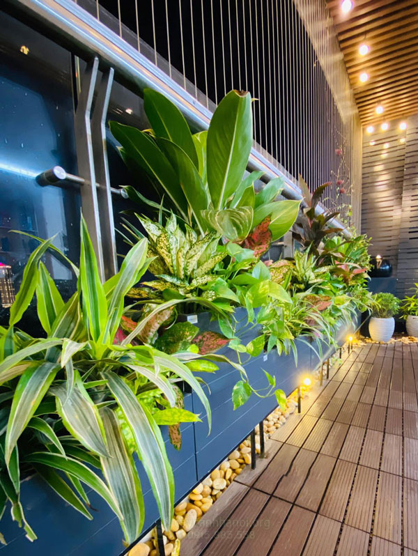 Cách Trồng Hoa Tigon Và Kỹ Thuật Chăm Sóc Chi Tiết, Ra Hoa Tuyệt Đẹp