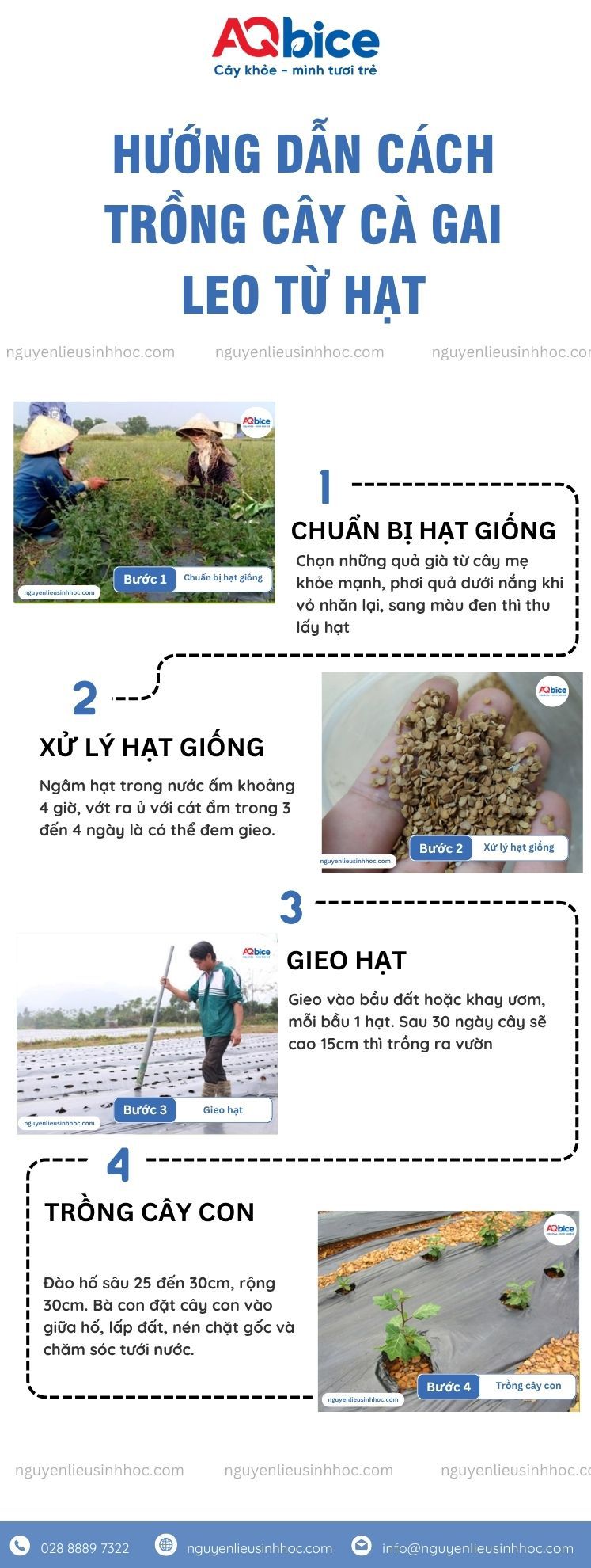 Cách Trồng Cây Cà Gai Leo Đạt Năng Suất Và Dược Tính Tối Ưu Cách Trồng Cây Cà Gai Leo Đạt Năng Suất Và Dược Tính Tối Ưu