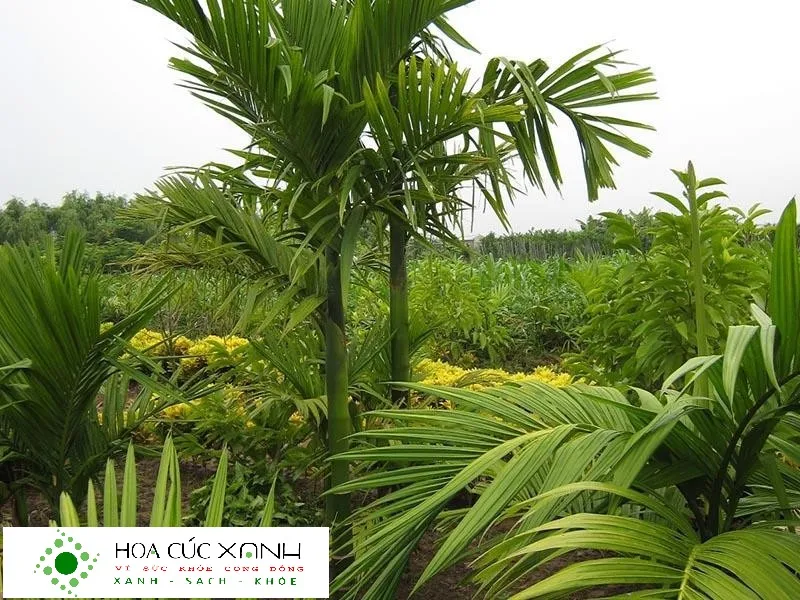 Tán cây xanh mướt che mát và thanh lọc không khí hiệu quả