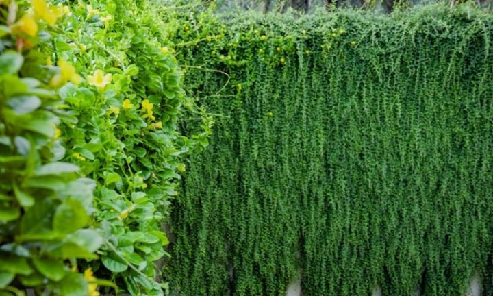 Cách Trồng Dây Leo Tường Hiệu Quả Và Bền Vững Từ A Đến Z