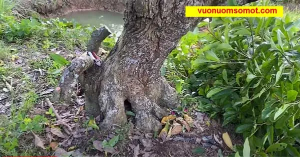 Cách Trồng Cây Lộc Vừng Mới Bứng Đạt Tỷ Lệ Sống Cao Và Chăm Sóc Chuyên Sâu