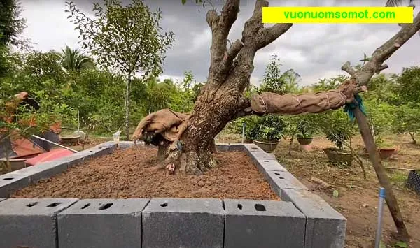 Cách Trồng Cây Lộc Vừng Mới Bứng Đạt Tỷ Lệ Sống Cao Và Chăm Sóc Chuyên Sâu Cách Trồng Cây Lộc Vừng Mới Bứng Đạt Tỷ Lệ Sống Cao Và Chăm Sóc Chuyên Sâu