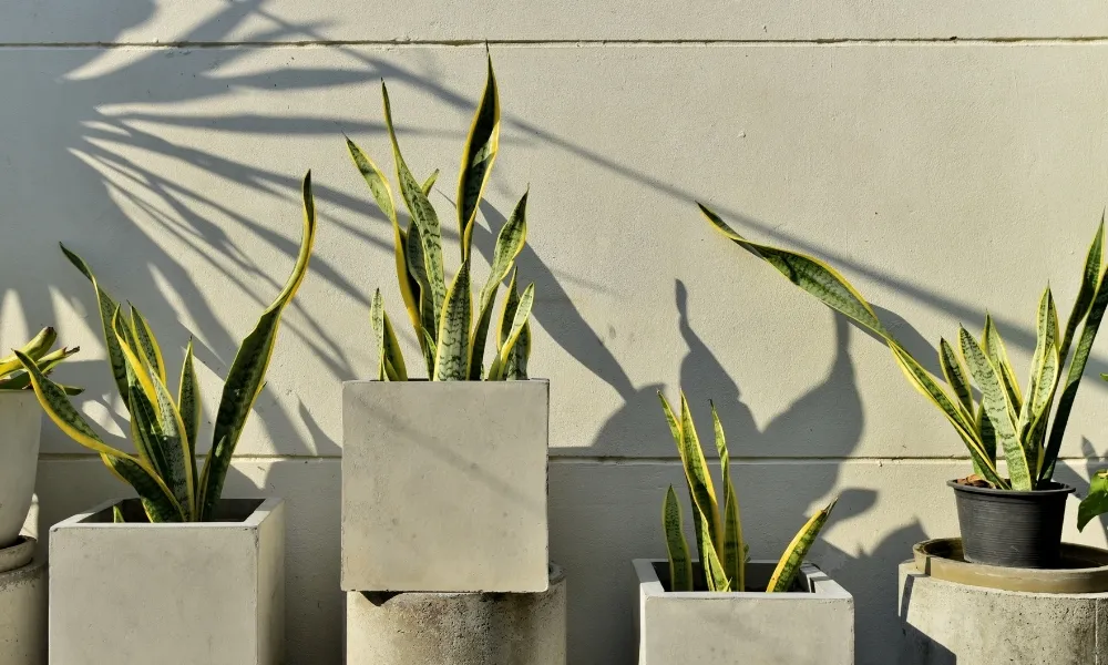 Lưỡi hổ là cây trang trí trong nhà được ưa chuộng