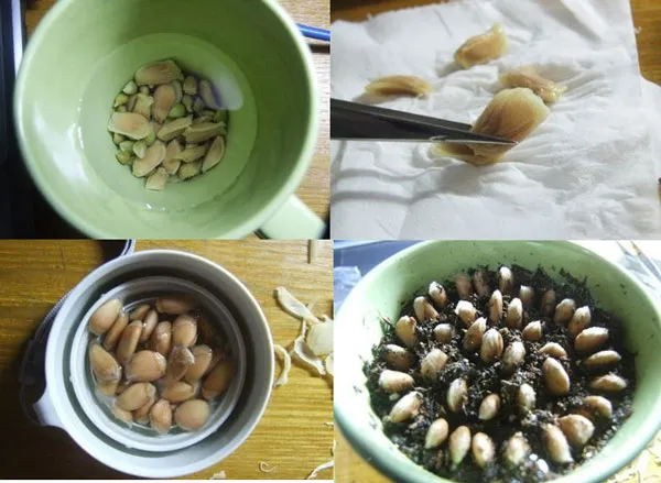 Trồng hạt cam trong đất tơi xốp và làm ẩm nhẹ nhàng