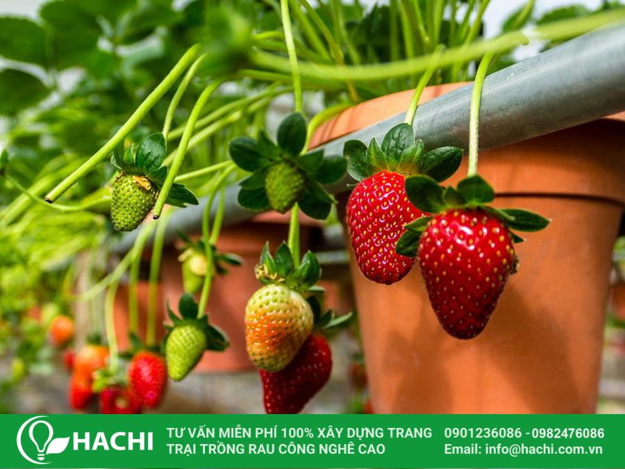 Cách Trồng Dâu Tây Chịu Nhiệt Bằng Hạt Hiệu Quả Từ A Đến Z Cách Trồng Dâu Tây Chịu Nhiệt Bằng Hạt Hiệu Quả Từ A Đến Z