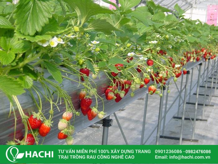 CÁCH TRỒNG CÀ CHUA THỦY CANH: HƯỚNG DẪN TỪ A ĐẾN Z CHO NĂNG SUẤT VƯỢT TRỘI CÁCH TRỒNG CÀ CHUA THỦY CANH: HƯỚNG DẪN TỪ A ĐẾN Z CHO NĂNG SUẤT VƯỢT TRỘI
