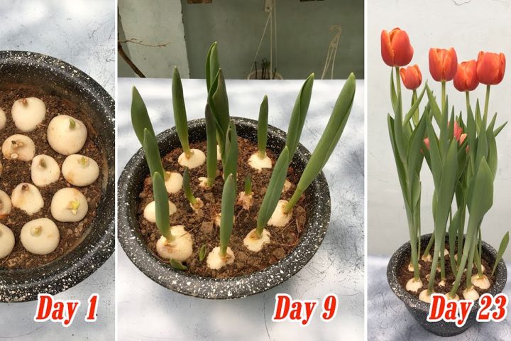 Cách Trồng Hoa Tulip Bằng Củ: Hướng Dẫn Chi Tiết Từ A Đến Z Cách Trồng Hoa Tulip Bằng Củ: Hướng Dẫn Chi Tiết Từ A Đến Z