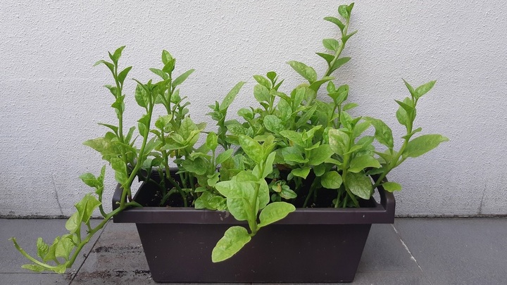 Cách Trồng Hành Tím Trong Chậu Chi Tiết Từ A Đến Z: Thu Hoạch Quanh Năm Tại Nhà Cách Trồng Hành Tím Trong Chậu Chi Tiết Từ A Đến Z: Thu Hoạch Quanh Năm Tại Nhà