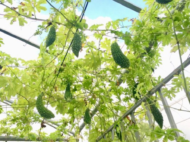 Cách Trồng Dưa Hấu Trên Sân Thượng Từ A Đến Z Cho Năng Suất Cao Cách Trồng Dưa Hấu Trên Sân Thượng Từ A Đến Z Cho Năng Suất Cao