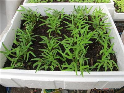 Cách Trồng Rau Tại Nhà Bằng Thùng Xốp Đơn Giản, Hiệu Quả Cho Người Mới