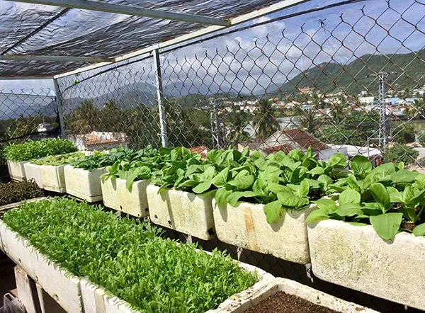 Vườn rau xanh mướt, nơi thực hiện cách trồng rau sân thượng