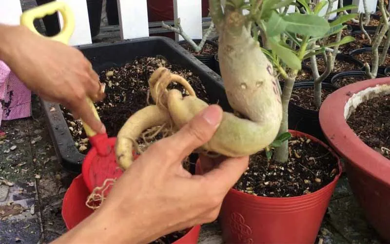 Trộn các thành phần giá thể khô ráo, tơi xốp theo công thức trồng sứ thái chuyên nghiệp