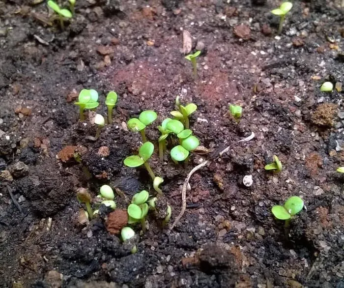 Cách Trồng Hoa Tam Giác Mạch: Kỹ Thuật Gieo Hạt Và Chăm Sóc Toàn Diện Trồng tam giác mạch