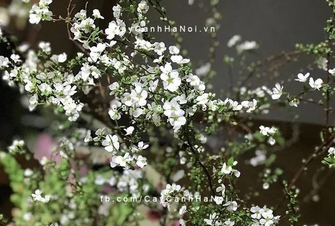 Ý nghĩa phong thủy của cây tuyết mai với sự thanh cao và may mắn