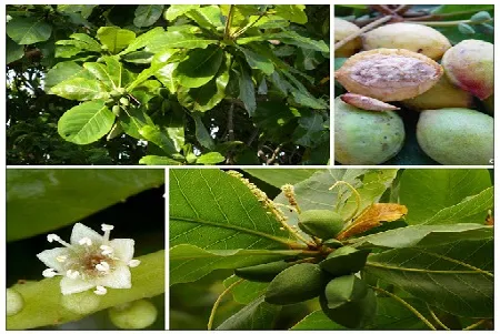 Cây Bàng lá lớn tạo bóng mát tự nhiên trong sân vườn