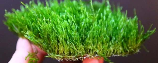 Cận cảnh những nhánh Rêu Flame đang vươn lên như ngọn lửa xanh