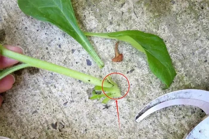 Quy trình loại bỏ lá ở gốc cành dạ yến thảo trước khi giâm