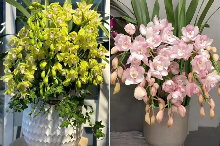 Địa lan có màu sắc tươi tắn, thường được trưng trong nhà các dịp Tết