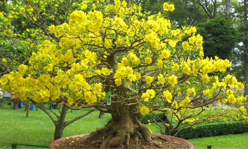 Cách Trồng Lan Hoàng Thảo Xoắn: Hướng Dẫn Chi Tiết Từ Chuyên Gia Vũ Garden