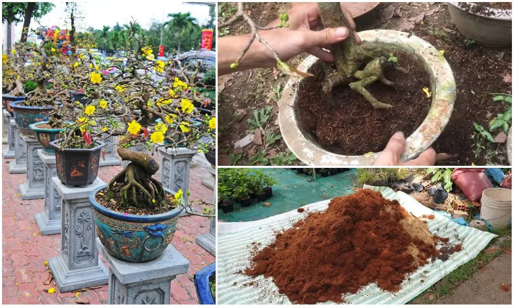 Cách Trồng Mai Bình Định: Hướng Dẫn Kỹ Thuật Toàn Diện Từ Chọn Giống Đến Thay Đất Vi 1000 x 600 px 56