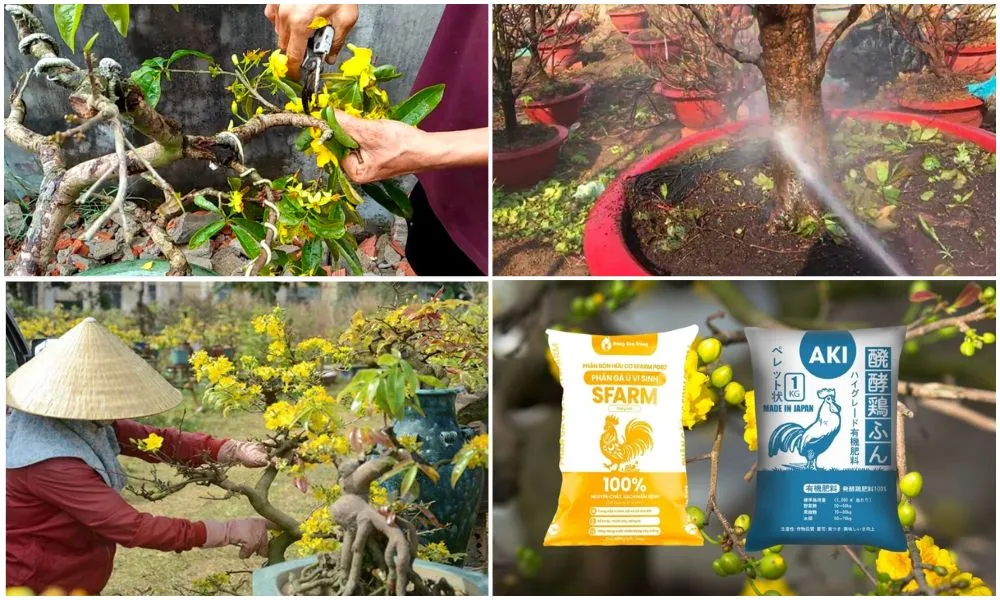 Cách Trồng Mai Bình Định: Hướng Dẫn Kỹ Thuật Toàn Diện Từ Chọn Giống Đến Thay Đất Vi 1000 x 600 px 57