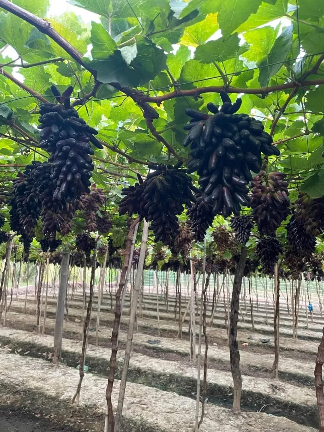 Vườn nho móng tay đen không hạt tại Ninh Thuận, hướng dẫn cách trồng nho móng tay đạt năng suất