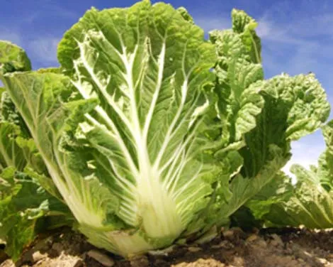 Cách Trồng Cải Đông Dư Chuẩn Kỹ Thuật: Đảm Bảo Năng Suất Và Độ Giòn Ngọt Vườn ươm cải bẹ Đông Dư