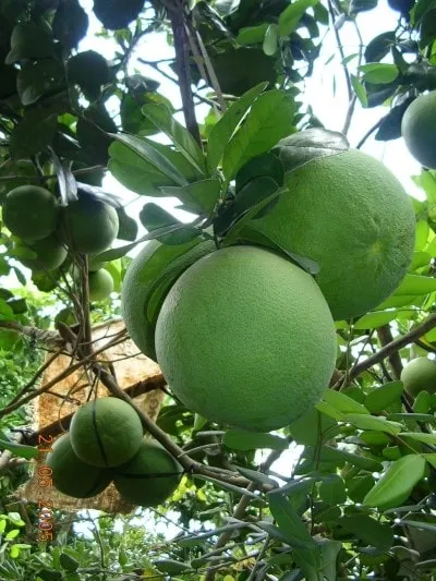 Cây bưởi trong chậu đã ra trái xum xuê đúng dịp tết