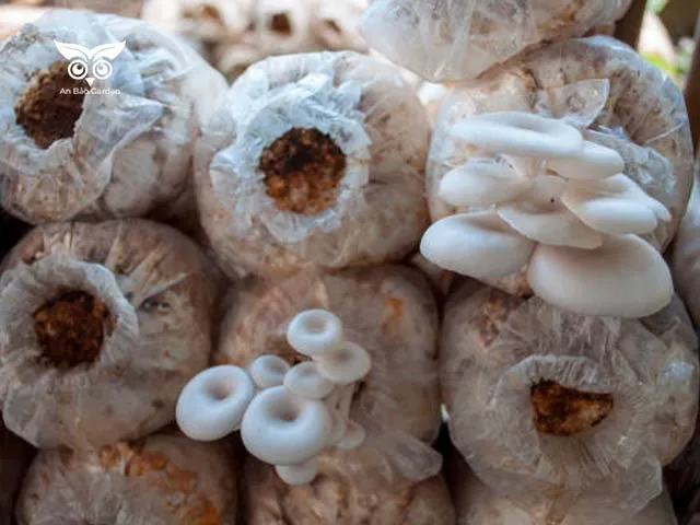 Cách Trồng Nấm Rơm Trong Bịch Giá Thể Đạt Năng Suất Cao Xếp mô & rắc meo giống