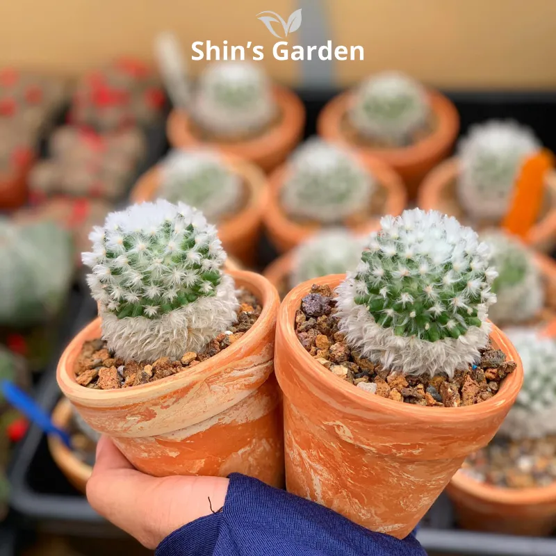 Cây xương rồng Mammillaria mini trồng trong chậu đất nung, minh họa cách trồng cây xương rồng mini