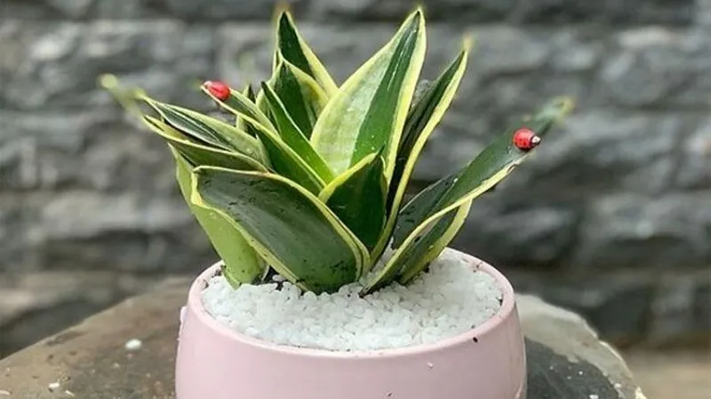 Cây lưỡi mèo có ý nghĩa phong thủy tốt lành và tác dụng thanh lọc không khí