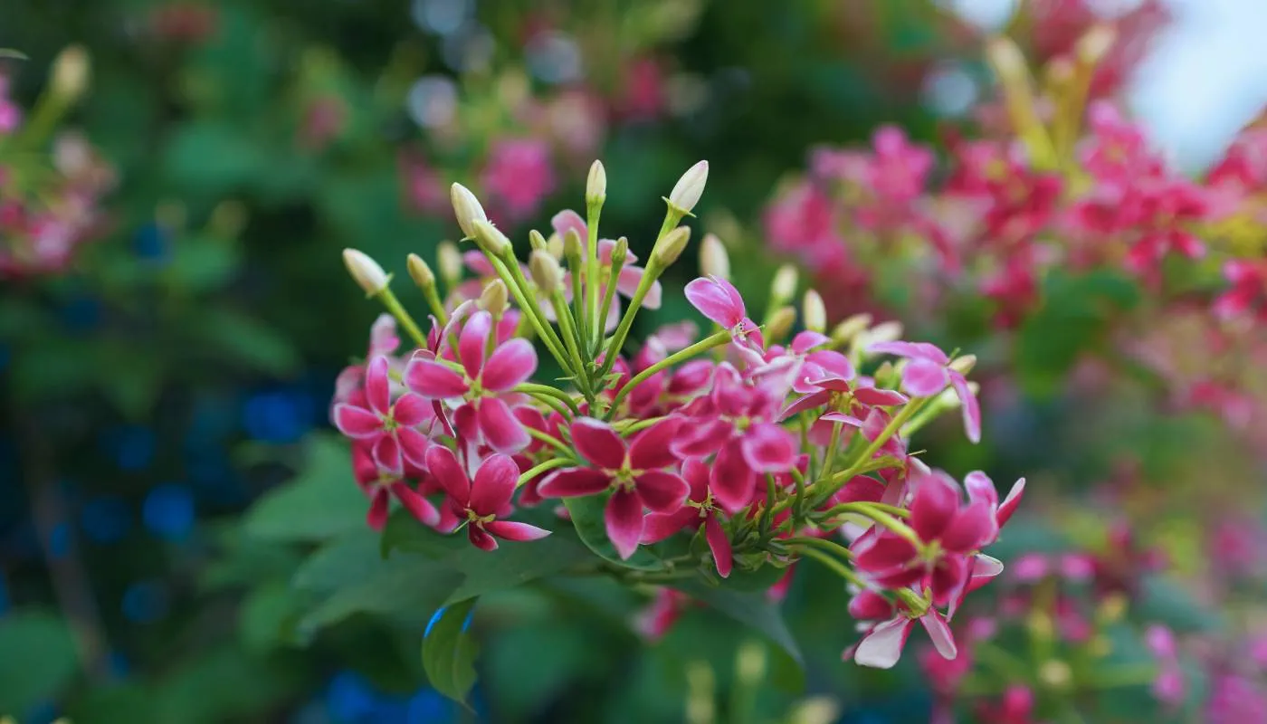 Cách Trồng Và Chăm Sóc Hoa Sử Quân Tử Toàn Diện Từ A Đến Z Ý nghĩa của hoa sử quân tử