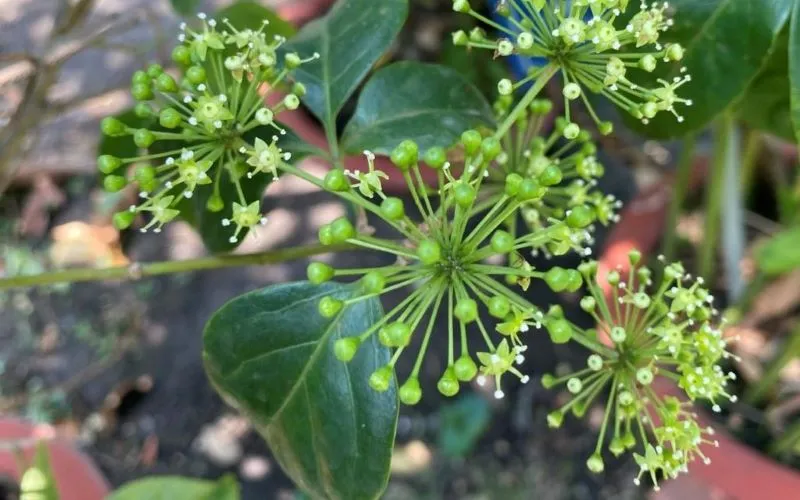 Cách trồng cây Ngũ Gia Bì và hình ảnh hoa Ngũ Gia Bì