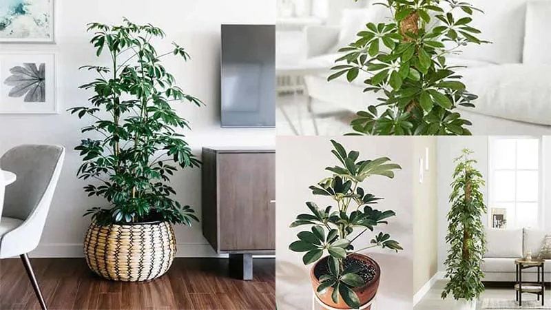 Cách Trồng Cây Ngũ Gia Bì Chi Tiết Và Toàn Diện Tại Nhà