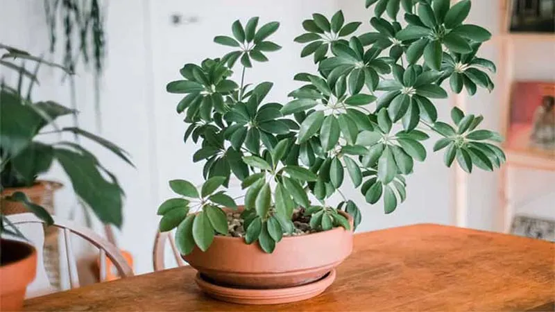 Cách Trồng Cây Ngũ Gia Bì Chi Tiết Và Toàn Diện Tại Nhà